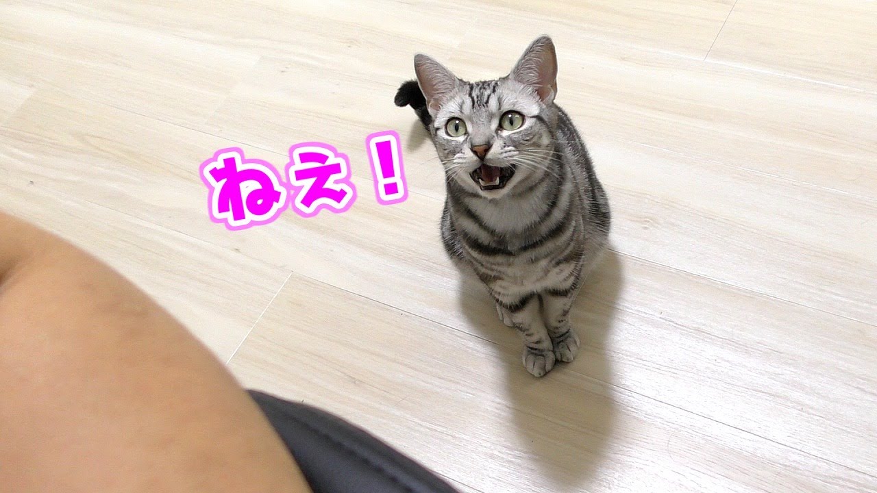 無視してたらかまって欲しくて可愛い鳴き声で呼んでくる猫...ｗ