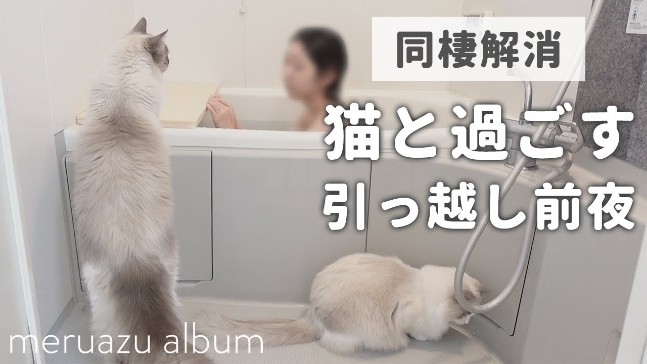 ラグドール猫2匹と過ごす引越し前夜