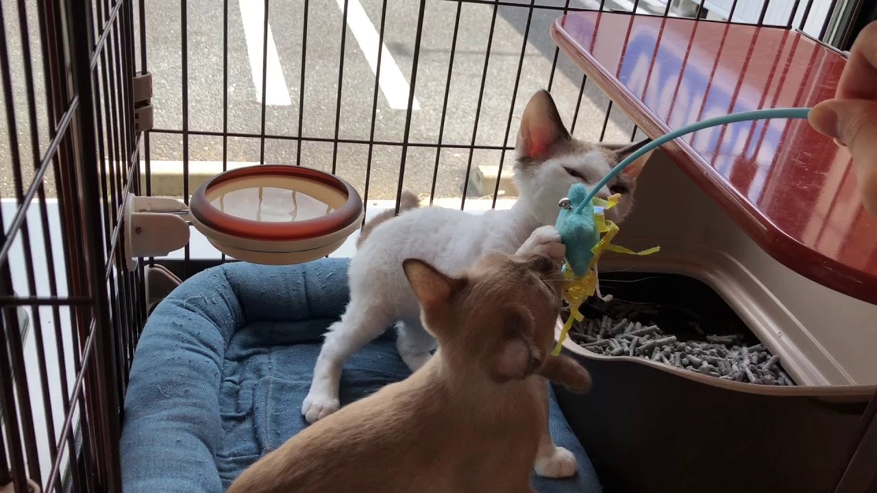 川口市　トンキニーズ、デボンレックス仲良く遊ぶ　ねこじゃらしで遊ぶ子ネコ