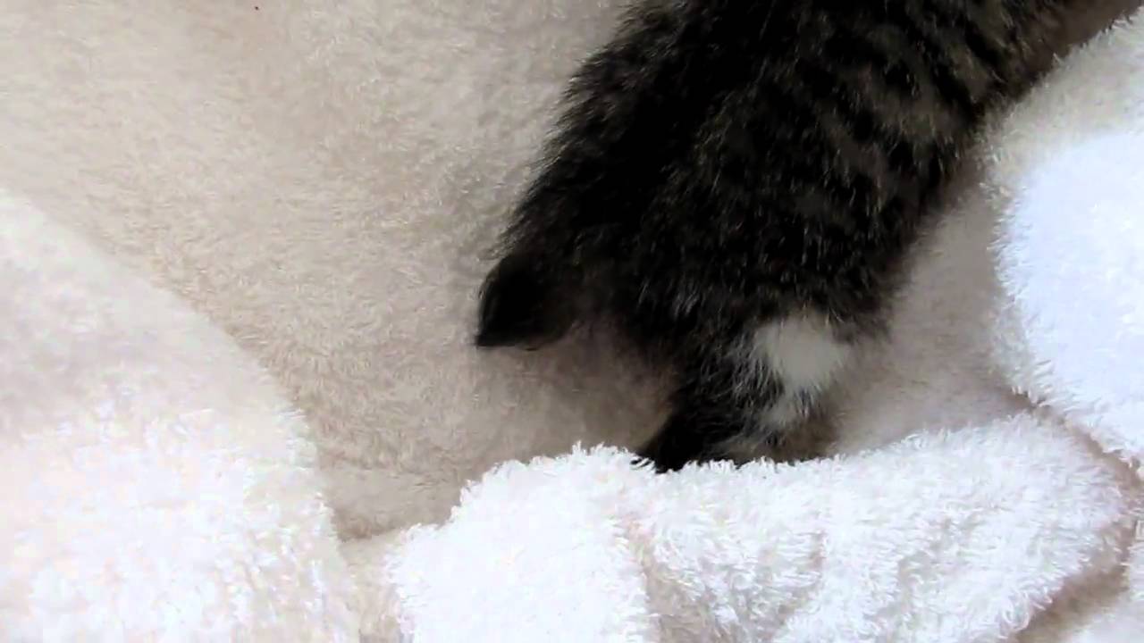 かわいい子猫　　ボブテイル&かぎしつぽ　　kaua100