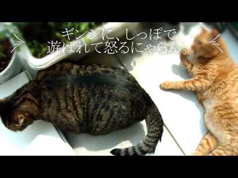 【小競り合い】にゃらんとギンジの小競り合い。【日本猫のにゃらんとギンジ】