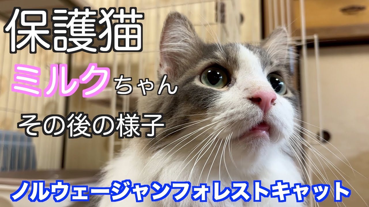 【保護猫ミルクちゃん】その後の様子★ノルウェージャンフォレストキャット