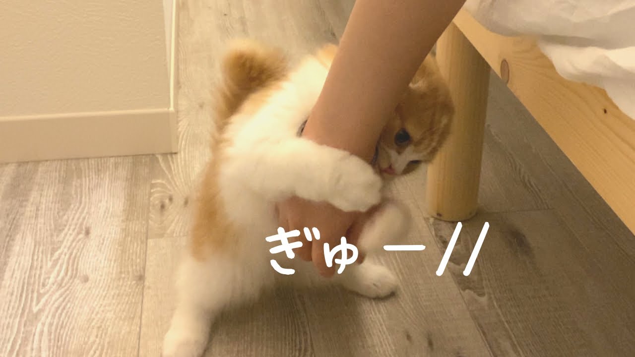名前呼んだらハグしてくれる子猫【スコティッシュフォールド】
