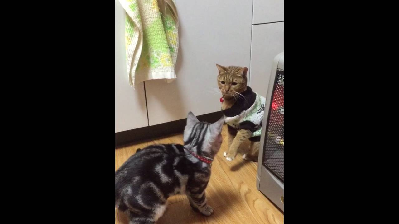 ヤンヤン姉ちゃんと遊びたい (猫記録8) アメリカンショートヘヤ  オシキャット