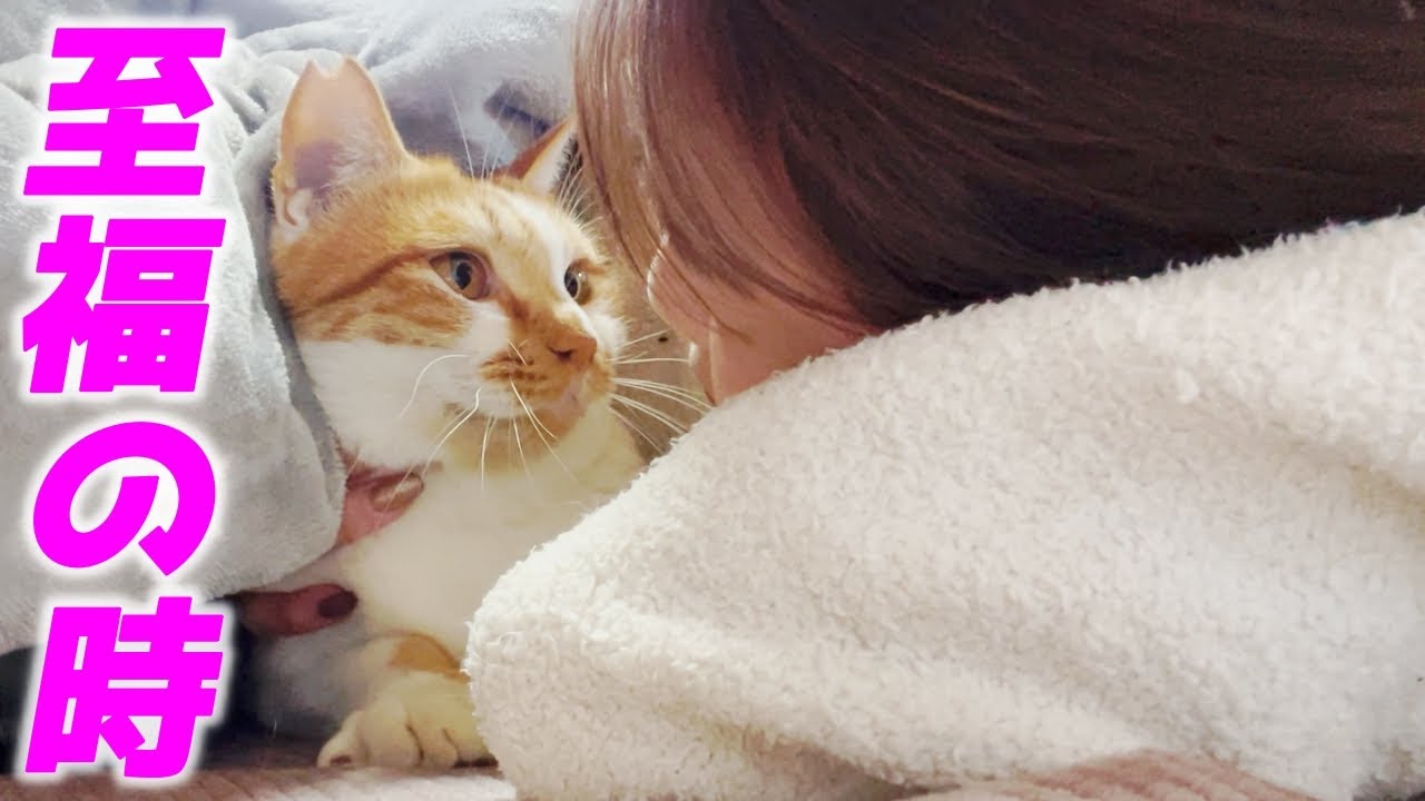 三毛猫家族のお家にお邪魔して温かい時間を共に過ごしました…♡[三毛母猫と子猫]