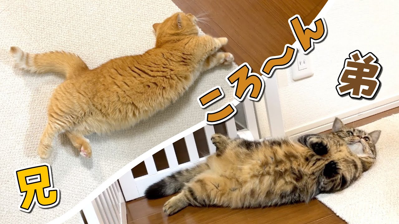 甘える時ころ〜んってする癖がそっくりな兄弟猫が可愛すぎる！