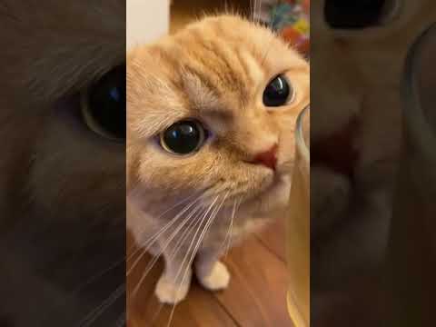 Smart Brown Cat