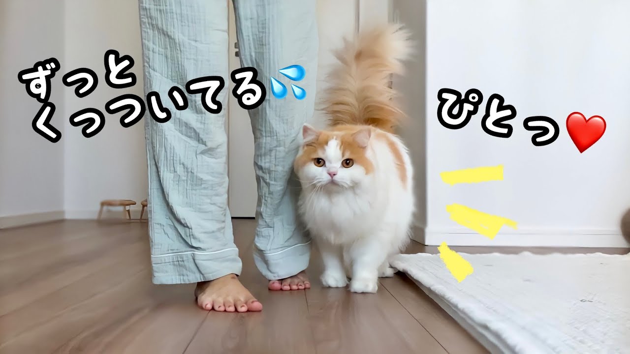 くっついて離れなくなった彼氏感強めな猫w