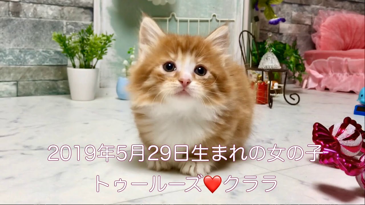 【ナナハチ’s ROOM】極短マンチカン☆ロングヘア  レッドタビー＆ホワイトの女の子 20190715