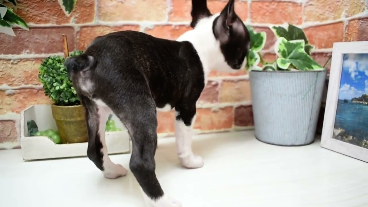 ワンラブ　名古屋市　ペットショップ　246574