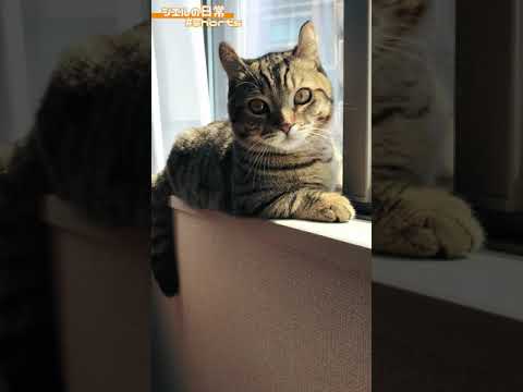 日向ぼっこする猫ちゃん　/キンカロー　マンチカン×アメリカンカール　#Shorts