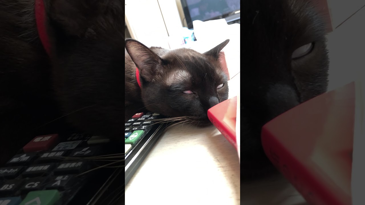 猫のバーミーズ すごい顔して爆睡する猫