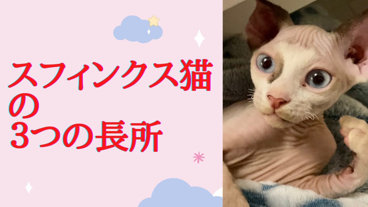 45:スフィンクス猫の３つの長所　3 positive points of Sphynx cat