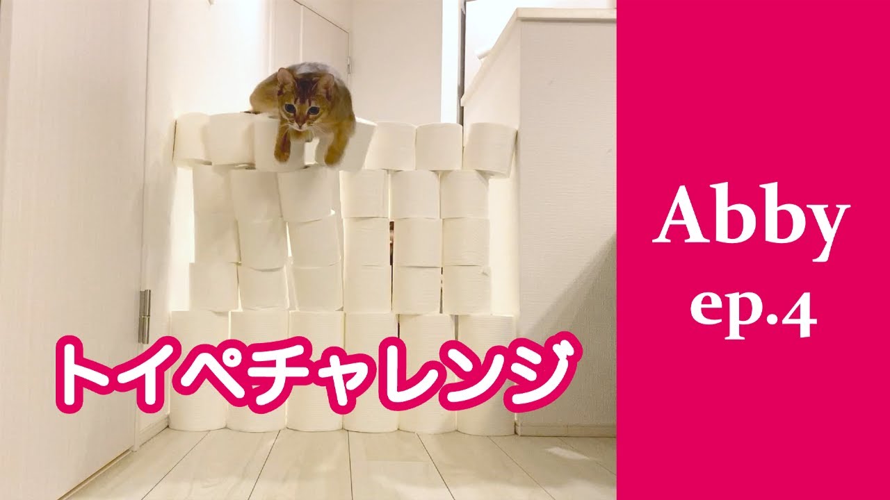 アビシニアンの本領発揮！？ トイペチャレンジ