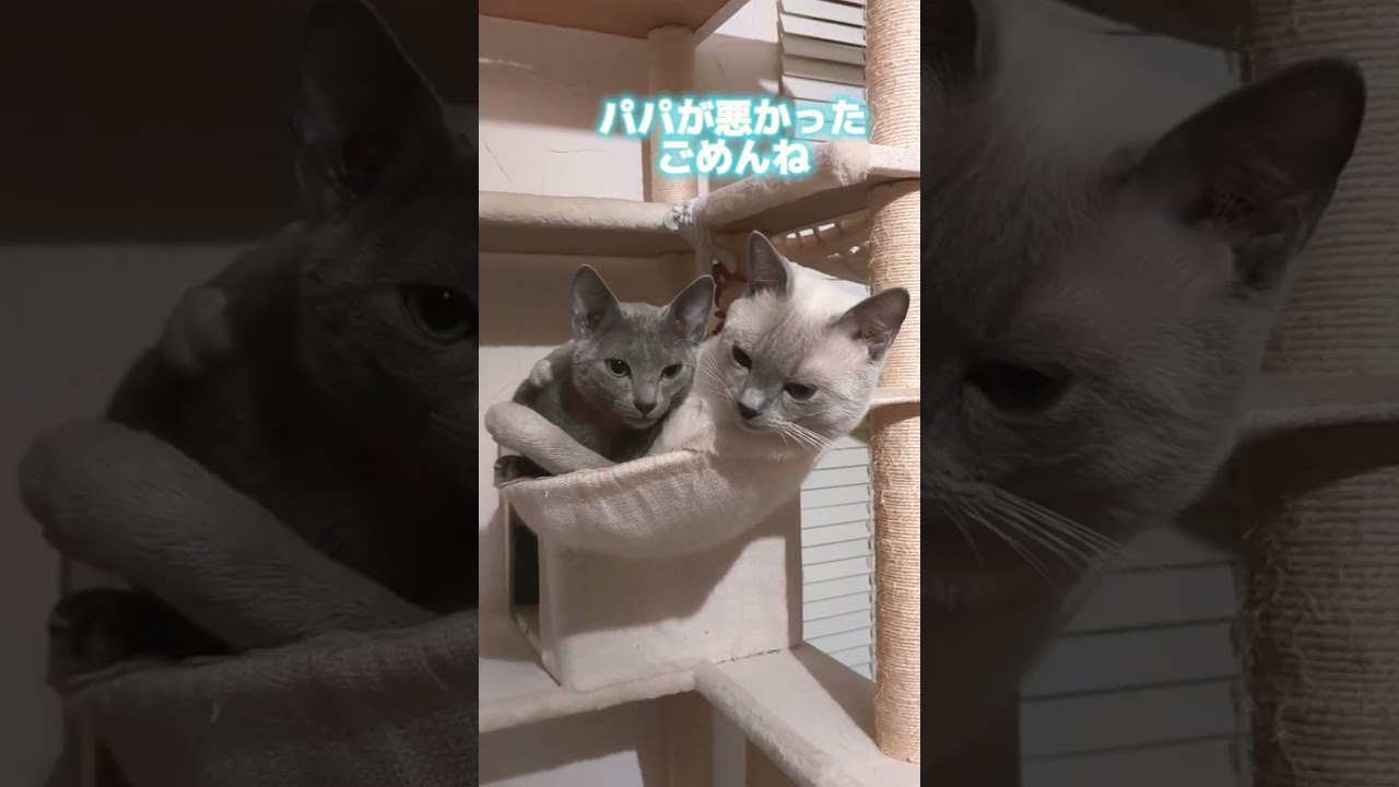 猫親子の仲なおり💕  #ロシアンブルー #russianblue  #子猫 #猫