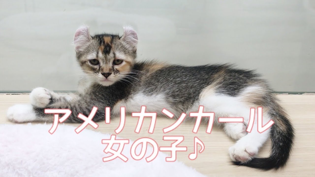 【 アメリカンカール 】人懐こい女の子♪【 マルワン梅島店 】