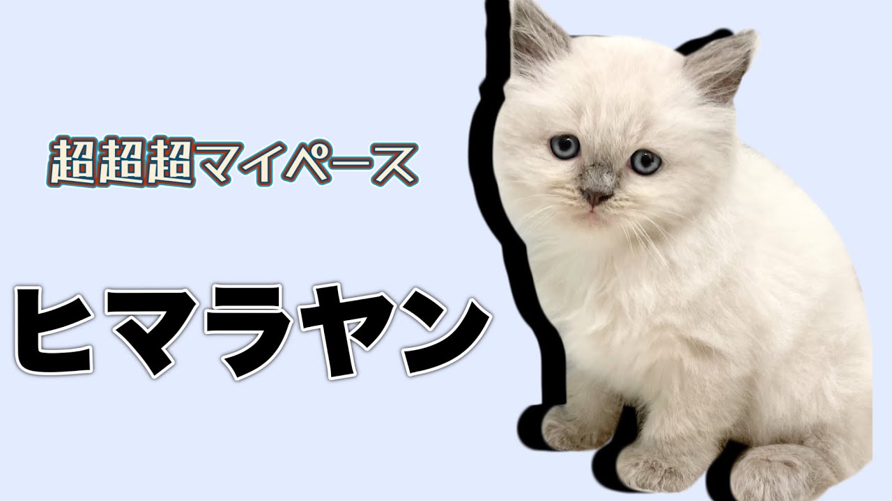【2022/7/25】ヒマラヤン　超超超マイペース！ごはん食べたらうたた寝しちゃった！