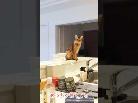 #40　すごい見てくるソマリ＆タッチ