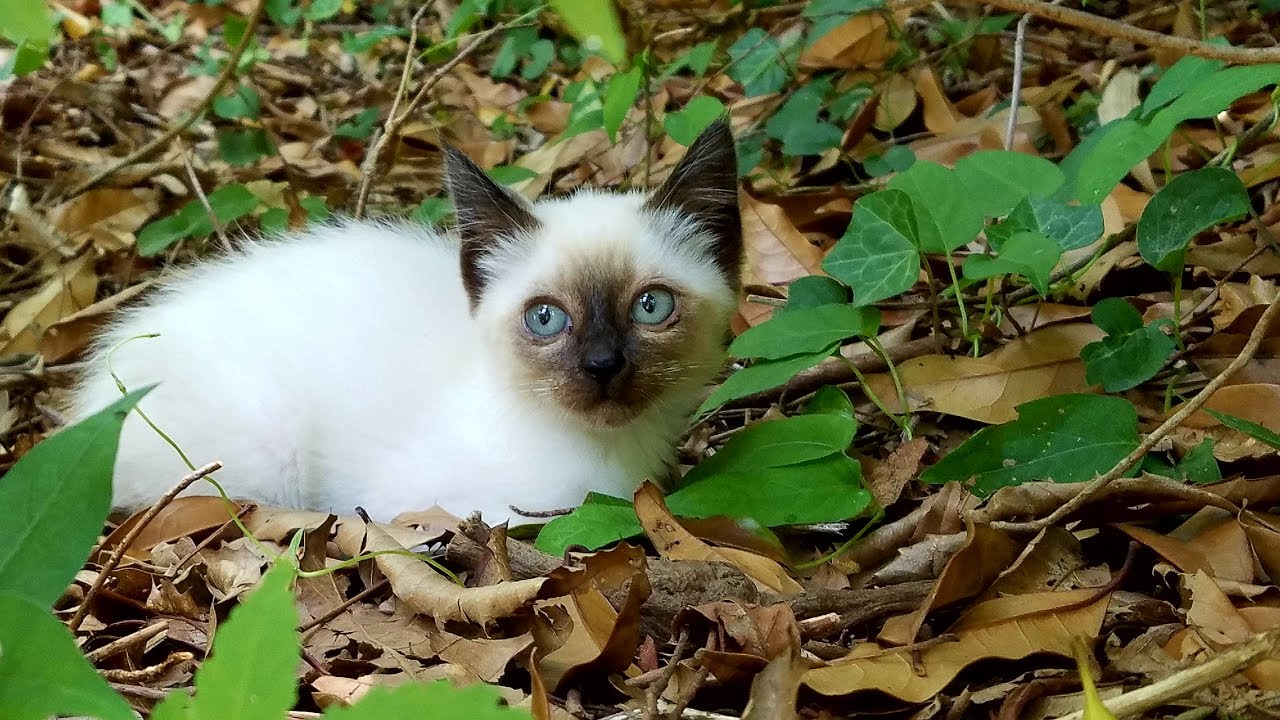 超可愛いシャム猫風野良子猫に接近した結果❕　As a result of approaching super cute Siamese cat wind kitten