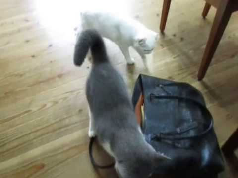 2016.07.22　アメリカンカールのモモちゃんとブリティッシュショートヘアのこたつくん　ご自宅訪問のペットのお世話　焼津　藤枝　静岡　ペットシッターぷち