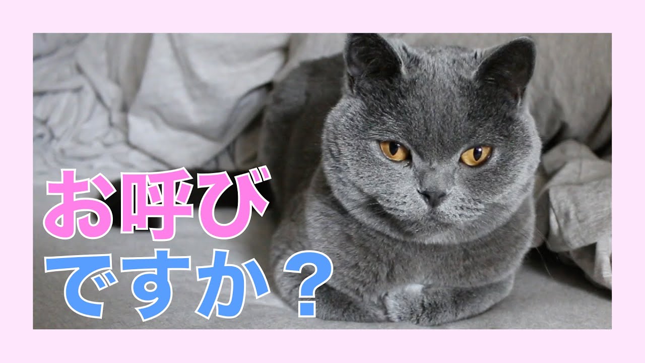 【癒し】呼んだらすぐ来る子猫【ブリティッシュショートヘア】