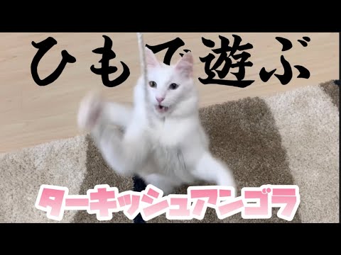 【ワイルド】ひもで遊ぶターキッシュアンゴラ！