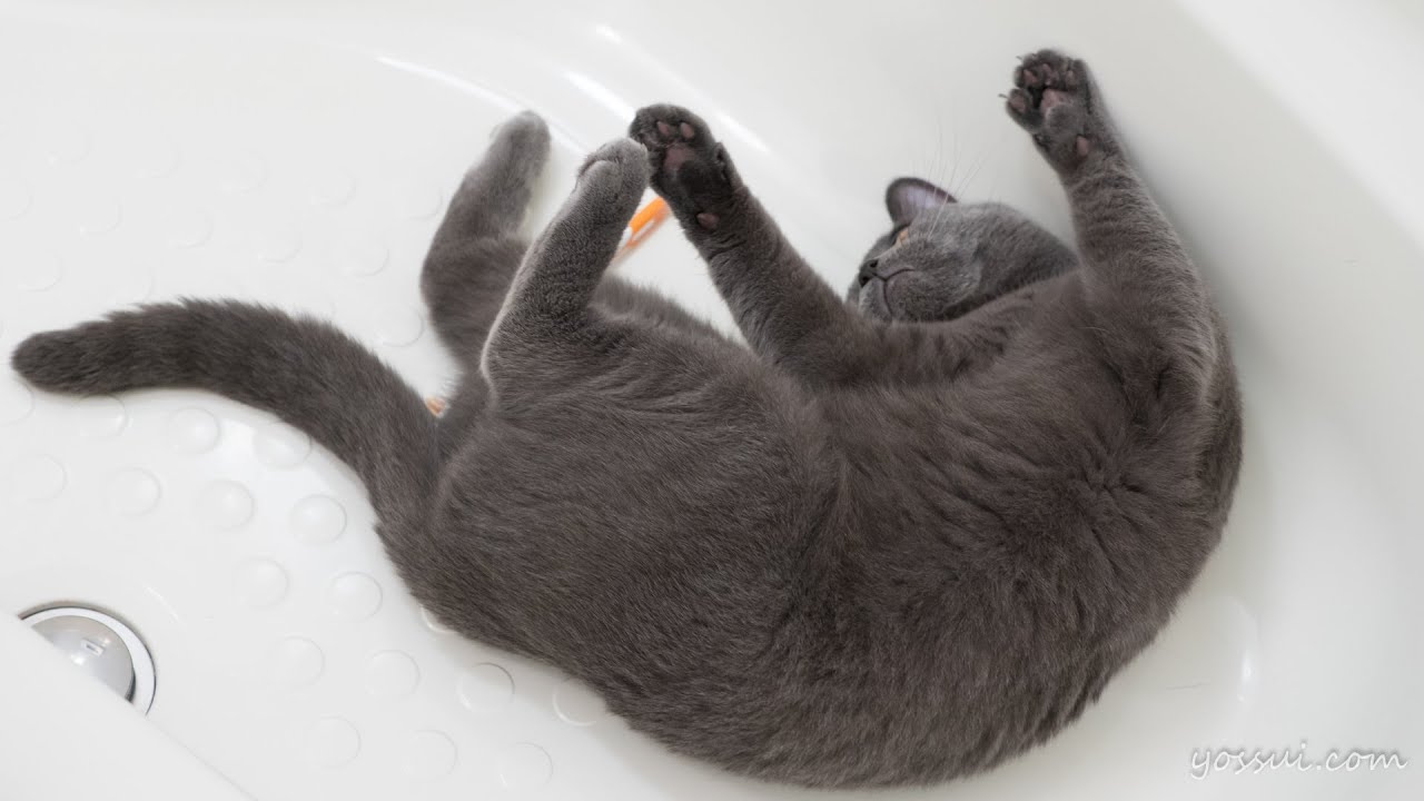 人懐っこくて可愛い猫（シャルトリュー）飼い主と一緒に浴室に入って来る甘えん坊さんです♪