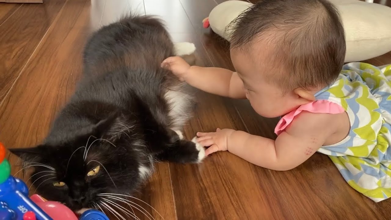 無抵抗な猫　ラガマフィンA cat that doesn't resist. Ragamuffin.