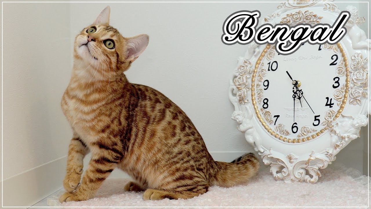 【トラジちゃん】なんて美しくてカッコいい猫ちゃん、ベンガルの初シャンプー【ベンガル】