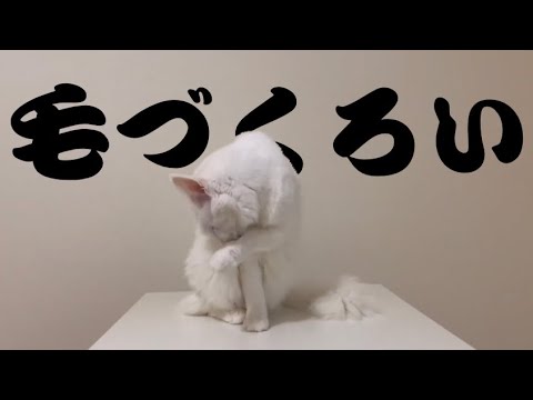 【猫の毛づくろい】ターキッシュアンゴラの毛づくろいを見学したら可愛すぎた♡