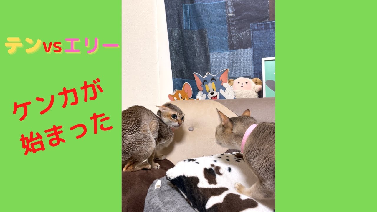 シンガプーラの喧嘩勃発！！！