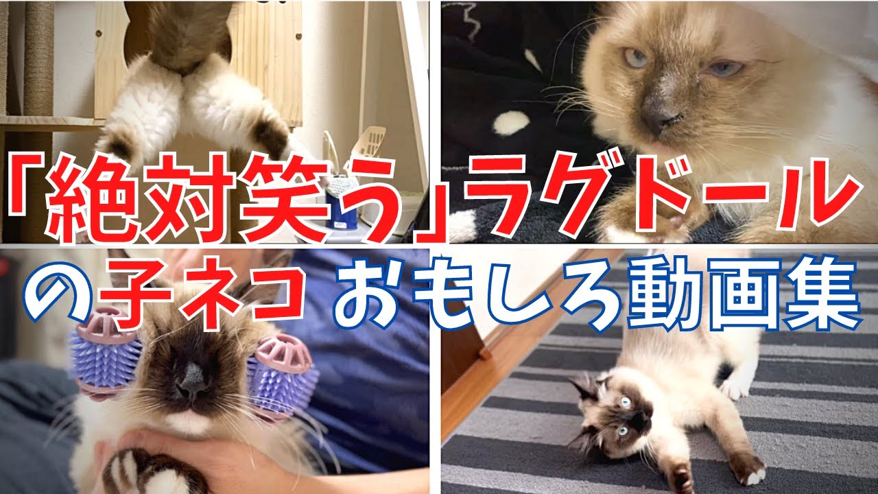 「絶対笑う」 ラグドールの子ネコ おもしろ動画集 【総集編#1】