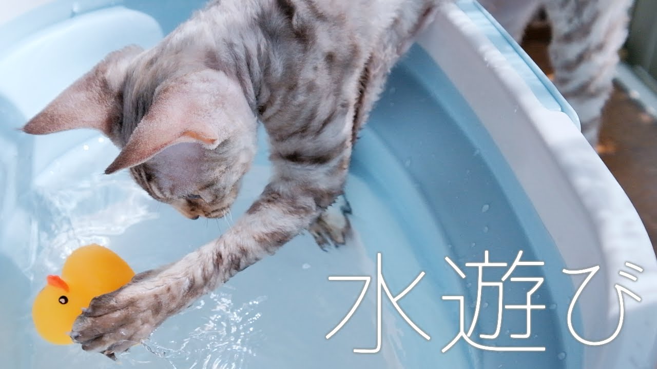 水遊びで納涼／デボンレックス
