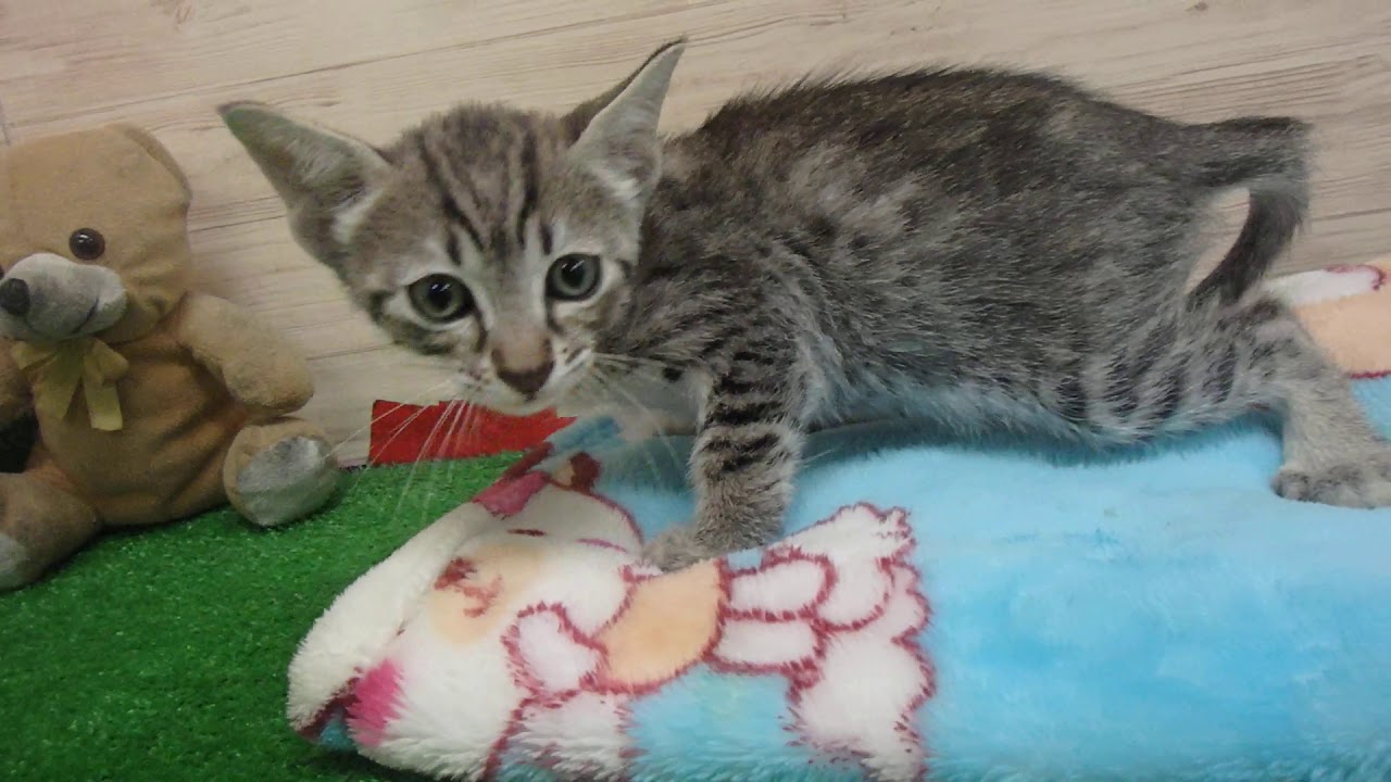 00471492 エジプシャンマウ