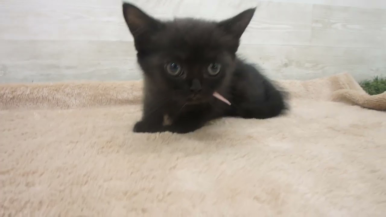 Coo&RIKU　No00572446 ボンベイ