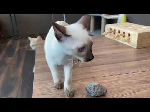 ペットショップCoo&RIKU　598557　トンキニーズ