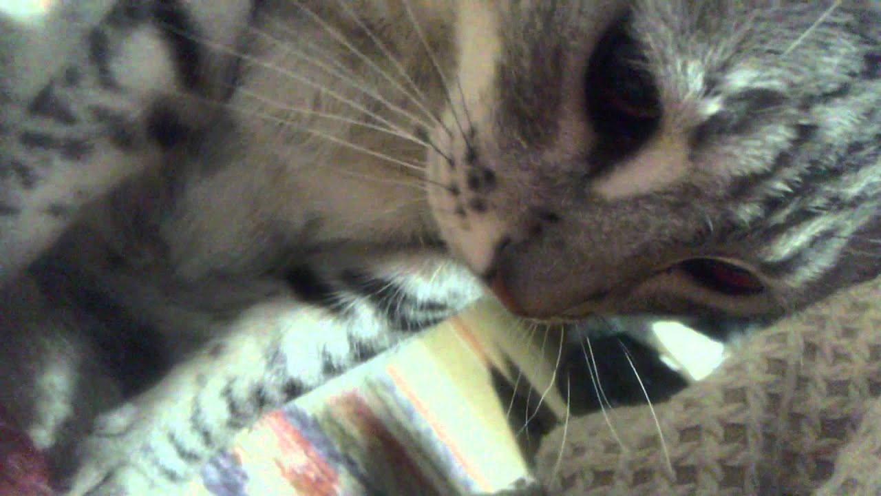 さんぽのさんぽ　福太郎 is オシキャット