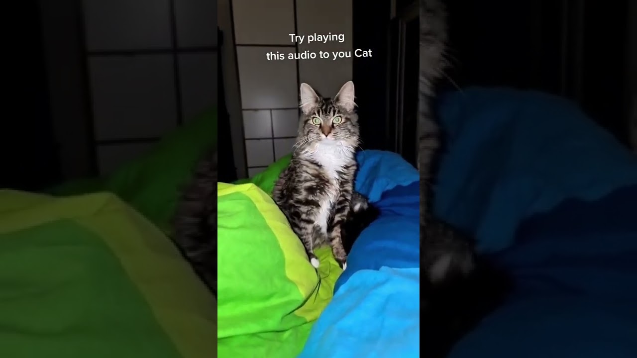 The color on Milos eyes   Awesome audio by  The Manx