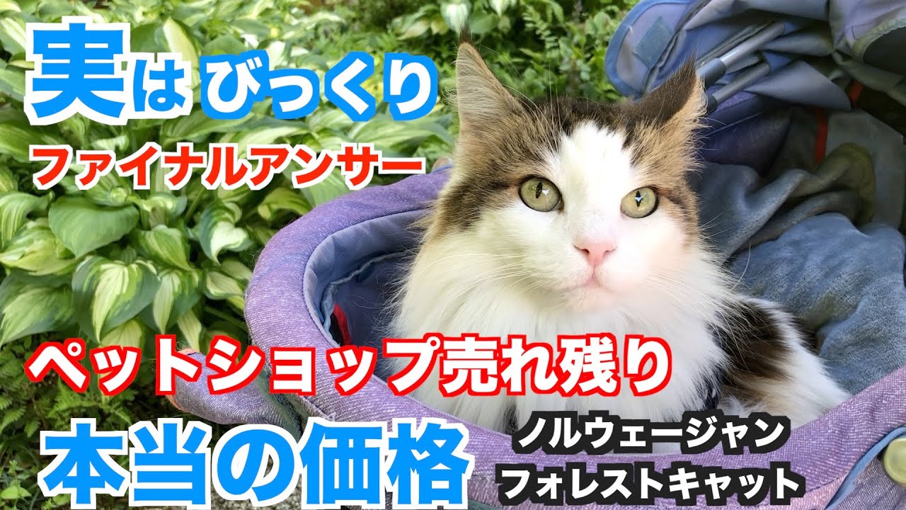 ノルウェージャンフォレストキャット★ペットショップ売れ残り★価格にびっくり　ルーク