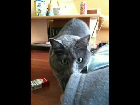 My Korat playing