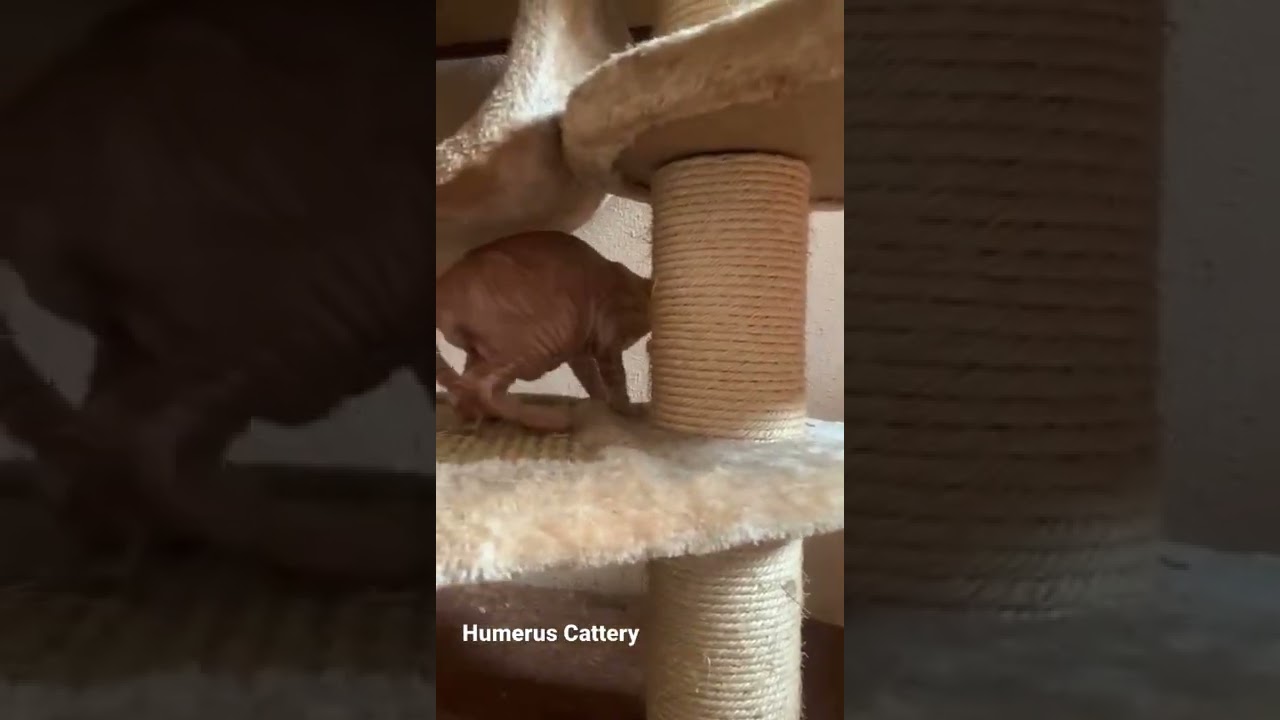 cornish rex kitten kucing kriting super manja