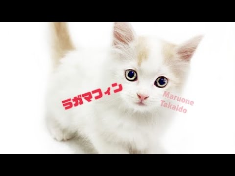 【ラガマフィン】ようこそ高井戸店へ