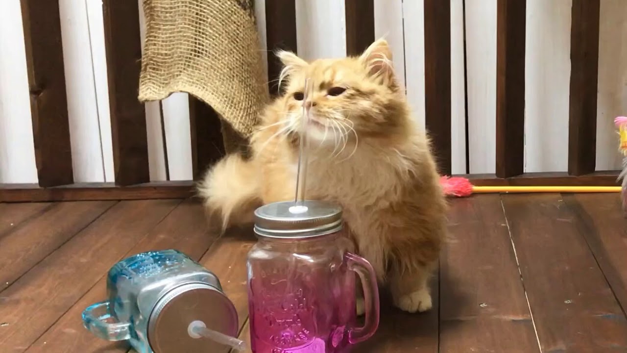 短足マンチカンロングヘア☆レッドタビーの男の子 2018年11月3日