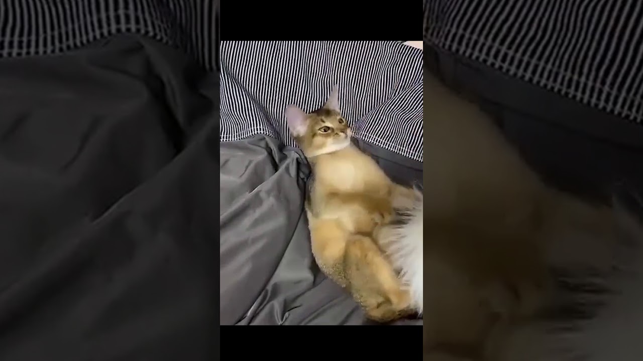 ガジガジ...ンヴァー！ | アビシニアンの子猫アビー #Shorts