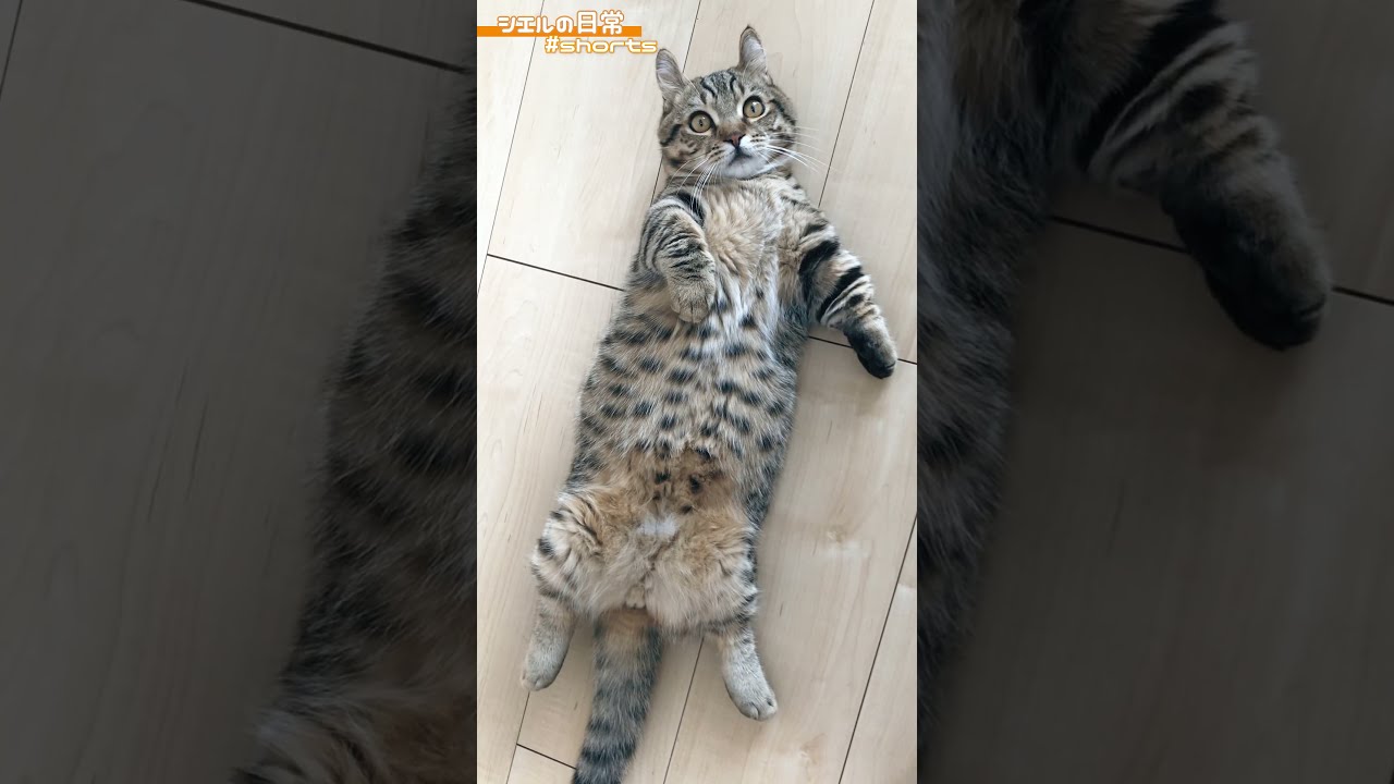 完全無防備で寝るシエル君が可愛いｗｗ　/キンカロー　マンチカン×アメリカンカール　#Shorts