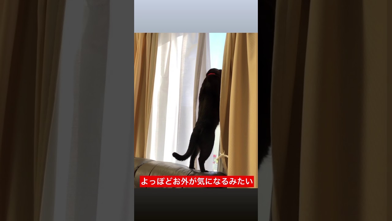 猫のバーミーズの二足歩行