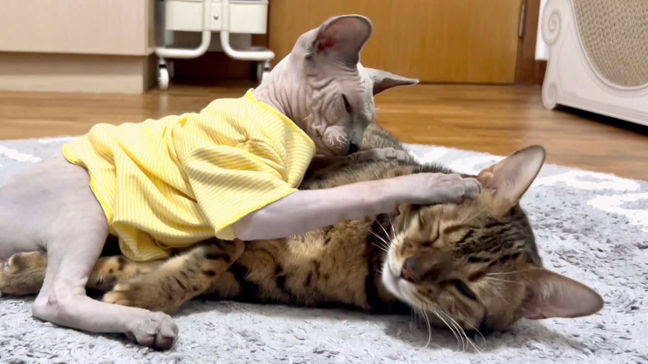 先住猫のお姉ちゃんが大好きな子猫【ベンガル/スフィンクス猫】