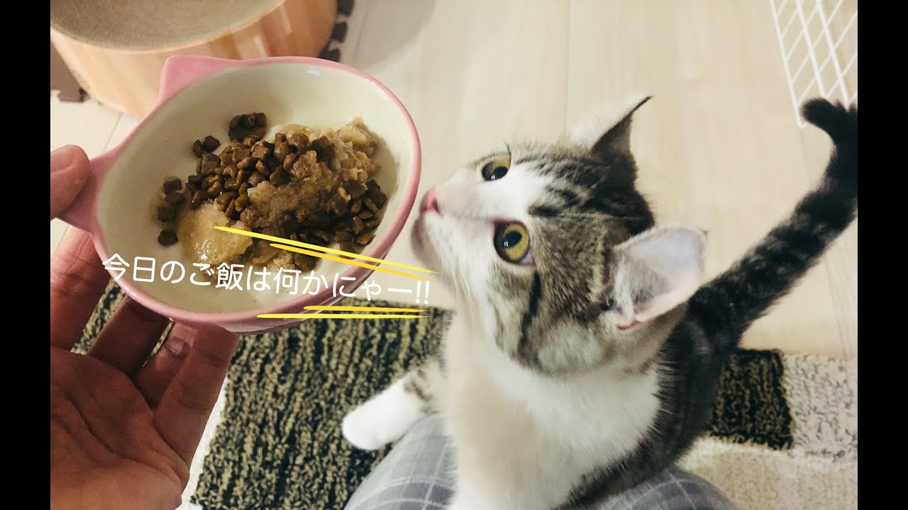 朝ごはんちょうだいの鳴き声が可愛いアメリカンカールの子猫