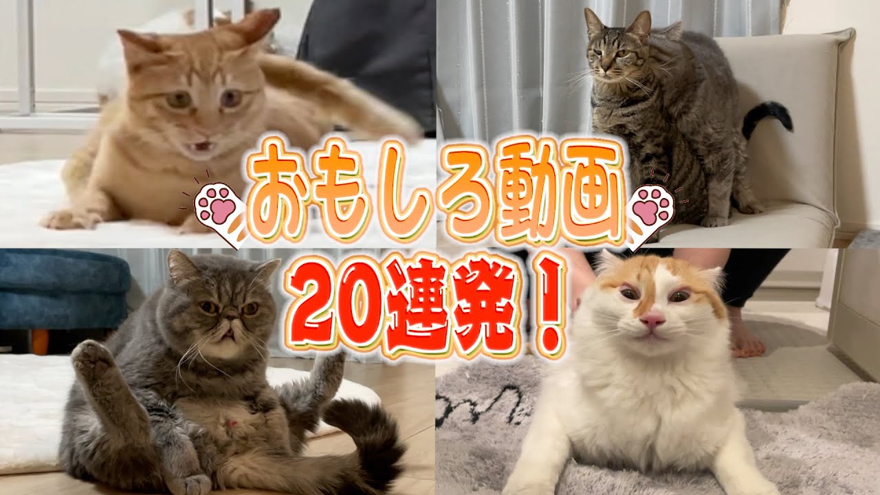 【神回】日本一癖が強い猫たちの”おもしろ動画”20連発！