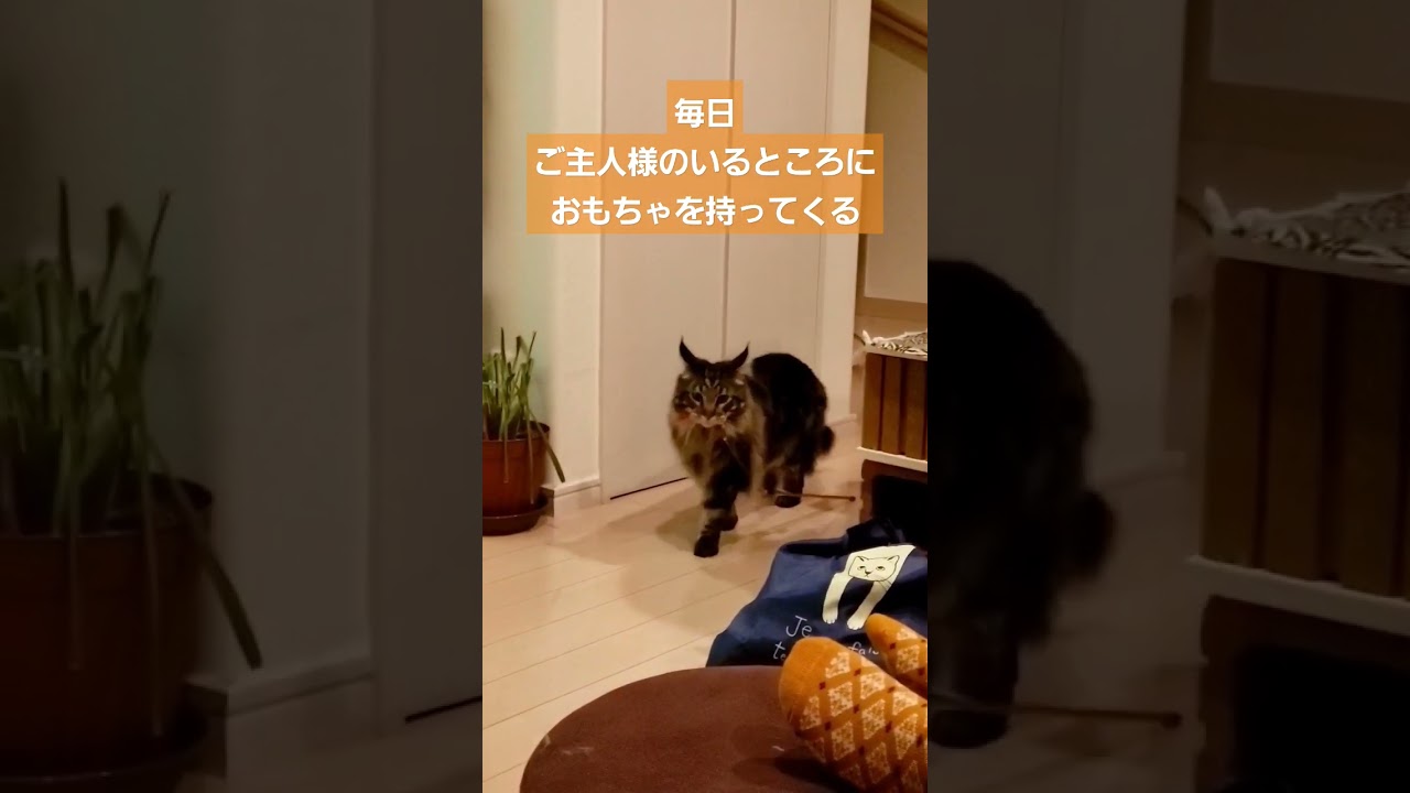 【メインクーン】遊んで欲しい時に猫が取る行動【Maine coon】